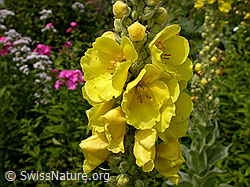 Dickblättrige Königskerze (DSCN0103)