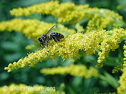 Westliche Honigbiene (Apis mellifera) auf Schwarzdorn (Prunus spinosa)