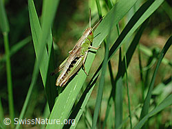 Grosse Goldschrecke (Chrysochraon dispar) (DSCN0657)