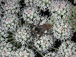 DSCN0965: Hummel auf Kerbel