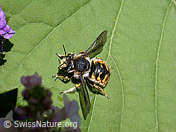 Grosse Wollbiene (Anthidium manicatum) (26.06.2022, DSCN1764)