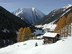 DSCN1930: Binntal: Haus im Schnee, gelbe Lärchen, Breithorn