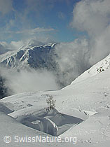 DSCN2097: Kleine Lärche und Schneeverwehung