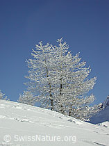 Photo: Verschneite Lärche