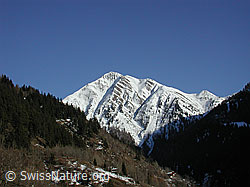 DSCN2414: Wald und verschneites Eggerhorn