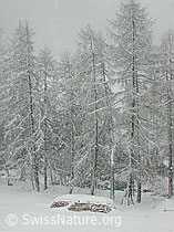 DSCN2563: Lärchen in starkem Schneefall