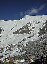 DSCN2576: Gross Fülhorn und verschneiter Lärchenwald