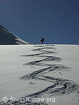 DSCN2607: Skitourenfahrerin und Abfahrtsspur