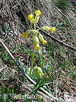 Foto: Wiesenschlüsselblume