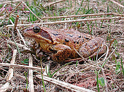 Foto: Grasfrosch (Rana temporaria)