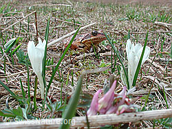 Foto: Grasfrosch (Rana temporaria)