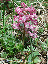 Photo: Festknolliger Lerchensporn (Corydalis solida)