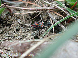 Foto: Bodenwanze (Spilostethus saxatilis)