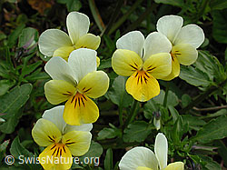 DSCN3179: Zweiblütiges Veilchen