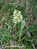 Photo: Holunder-Knabenkraut