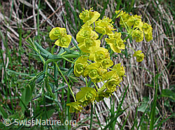 Photo: Euphorbia cyparissias