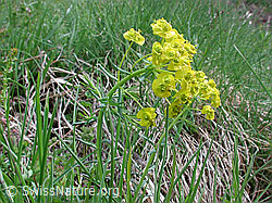 Photo: Zypressen-Wolfsmilch