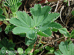 DSCN3192: Frauenmantel: Entfaltetes Blatt mit Tautropfen