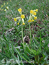 Foto: Wiesenschlüsselblume