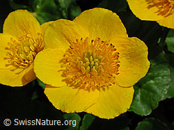 Foto: Sumpfdotterblume