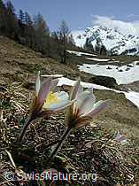 Foto: Frühlingsanemone, Pelzanemone