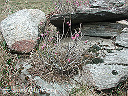 Photo: Seidelbast neben Steinplatten