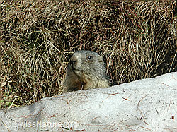 Foto: Junges Murmeltier