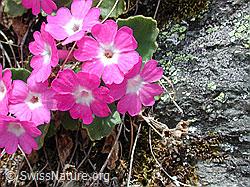 Foto: Rote Felsen-Primel