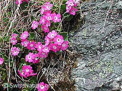 Foto: Rote Felsen-Primel mit Umgebung