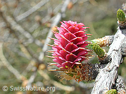 Photo: Blüte der Lärche