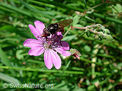 Grobpunktierte Maskenbiene (Hylaeus punctatus) auf Pyrenäen-Storchschnabel (Geranium pyrenaicum)