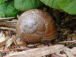 Weinbergschnecke (Helix pomatia) (DSCN3594) Weinbergschnecke (Helix pomatia) (DSCN3594)