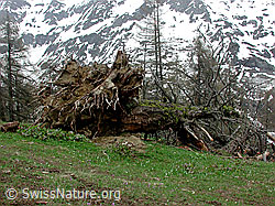 Photo: Entwurzelte Lärche