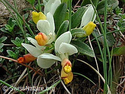 Photo: Buchsblättrige Kreuzblume