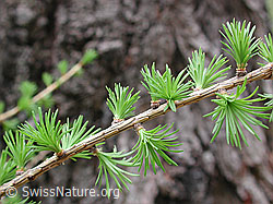 Photo: Lärchenast mit frischen Nadeln