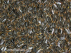 DSCN3693: Bienenschwarm