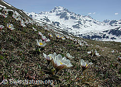 Foto: Pelzanemonen mit Ofenhorn