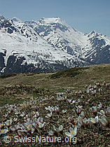 Foto: Pelzanemonen, Hillehorn und Mättital