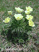 Foto: Gruppe von Schwefelanemonen