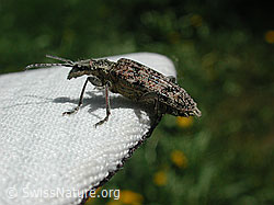 Foto: Kleiner Zangenbock (Rhagium inquisitor)