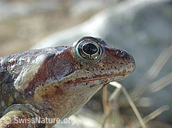 Foto: Grasfrosch (Rana temporaria)