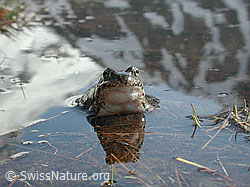 Foto: Grasfrosch (Rana temporaria)