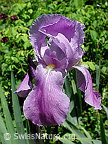Deutsche Schwertlilie (Iris germanica) (DSCN3898) Deutsche Schwertlilie (Iris germanica) (DSCN3898)