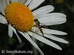 DSCN4254: Schwebefliege auf Blüte