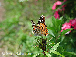 Foto: Distelfalter (Cynthia cardui)