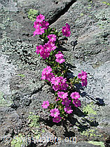 Foto: Rote Felsen-Primel in Felsspalte