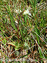 Foto: Alpen-Fettblatt