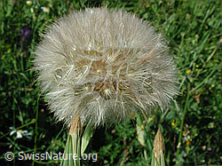 Photo: Grosser Bocksbart