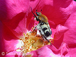 Gebänderter Pinselkäfer (Trichius fasciatus) (DSCN4590) Gebänderter Pinselkäfer (Trichius fasciatus) (DSCN4590)