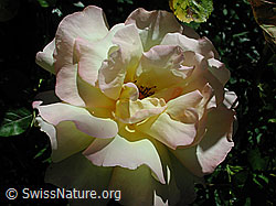 Blüte einer Rose (DSCN4648)